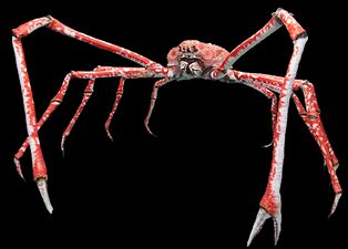 The Japanese spider crab has the longest leg span of any arthropod, reaching 5.5 metres (18 ft) from claw to claw.[289]