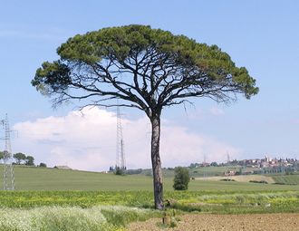 Adult stone pine with a flatter crown in Tuscany, Italy