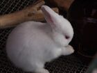 Rabbit - Polish breed - White with Red Eyes - from Japan.jpg