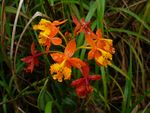 زهرة الأوركيد الإسپانية (Spanish Flag Orchids).