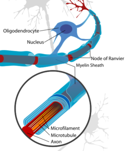 At the top, an irregular roundish blue object is labeled "Oligodendrocyte", with a darker blue center labeled "Nucleus". Below it is a long red tubular object terminating at the right in a group of branches. From the oligodendrocyte extend a series of blue wrappings around the red tube; these wrappings are labeled "Myelin Sheath" while the red spaces between each of them are labeled "Node of Ranvier". At the bottom, an insert shows one myelin sheath enlarged and partly cut open to show how the blue sheath consists of concentric layers. In the insert, the red tubular object is labeled "Axon", with thin yellow stripes running lengthwise inside the axon labeled "Microfilament" and a slightly thicker orange stripe labeled "Microtubule".