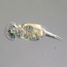 Rotifers, usually 0.1–0.5 mm long, may look like protists but have many cells and belongs to the Animalia.