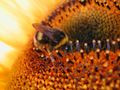 Bumble bee sampling Sunflower nectar