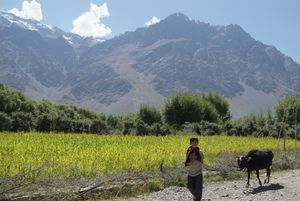 Farming in Suru Valley, Ladakh.jpg