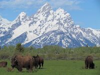 Bison grazing in Jackson Hole
