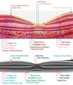 macula histology (OCT)