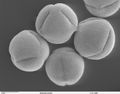 Ricinus communis, pollen (scanning electron microscope image)