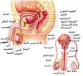 تصغير للنسخة بتاريخ 14:35، 7 سبتمبر 2009