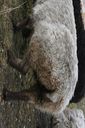 Shetland sheep tail.jpg