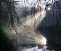 Crepuscular rays created by tree shadows over fog