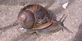 C. aspersa, a brown Garden snail from Europe