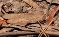 This Grasshopper hides from predators by mimicking a dry leaf
