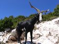 Gorges du Verdon Goat-Rove-black 0253.jpg