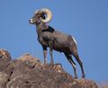 Desert Bighorn Sheep Joshua Tree cropped.JPG