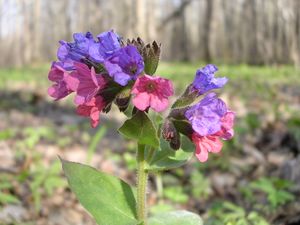 Lungwort-oliv.jpg