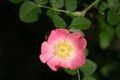 Rosa rubiginosa flower.