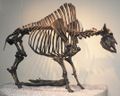 Bison antiquus skeleton