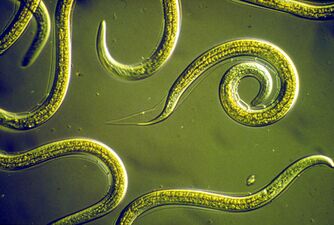 Nematodes are ubiquitous pseudocoelomates which can parasite marine plants and animals.