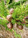 Cupressus pygmaea foliage cones.jpg