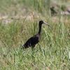 A watchful Glossy Ibis at edge of Seical ricefields, a rare visitor to Timor-Leste.jpg