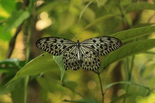 The Malabar tree nymph is endemic to the Western Ghats