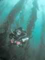 Scuba diver in kelp forest