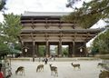 Sika deer in front of the Great Southern Gate (Nandaimon), a National Treasure (13th century).