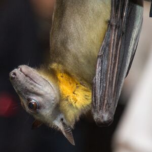 A bat with large eyes and a dog-like face in profile. Its fur is a tawny yellow, while the side of its neck is bright yellow.