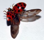Ladybird taking flight