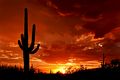 Sunset in Saguaro National Park in Arizona