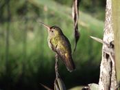 Gilded hummingbird