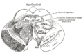 Transverse section of mid-brain at level of superior colliculi.