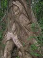 Early stages of a strangler fig on a host tree in the Western Ghats, India