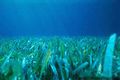 Seagrass growing off the coast