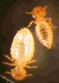 Damalinia limbata is an Ischnoceran louse from goats. The male is smaller than the female.