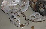 Clam shells used for making buttons