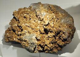 Harvard Museum of Natural History. Siderite. Gilman, Eagle Co., CO (DerHexer) 2012-07-20.jpg