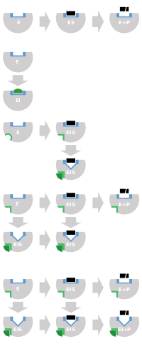 Schematic diagram of the three types of reversible inhibitors.