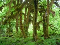 Acer macrophyllum in Hoh Rain Forest.jpg