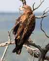 Tawny Eagle cropped.jpg