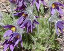 Pulsatilla vulgaris-700px.jpg