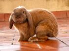 Rabbit - French Lop breed 2.jpg