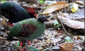 CRESTED WOOD-PARTRIDGE (7181284331).jpg