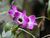 Dendrobium nobile - flower view 01.jpg