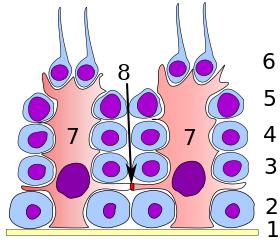 صورة معبرة عن الموضوع خلية سيرتولي