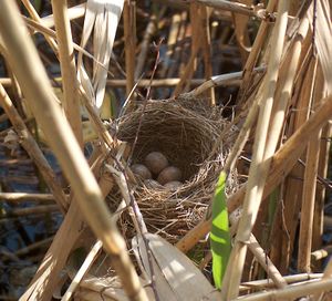 Acrocephalus arundinaceus nest.jpg