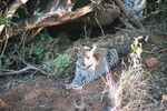 African leopard.jpg