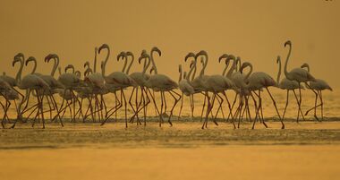 Greater Flamingo في ران كوتش