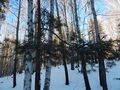 This photo was taken in a protected forest in Miass, Chelyabinsk Oblast, Russia next to a fresh-water spring. It shows Birch (Betula spp.) and Scots pine (Pinus sylvestris).