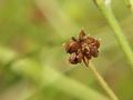 Ranunculus acris